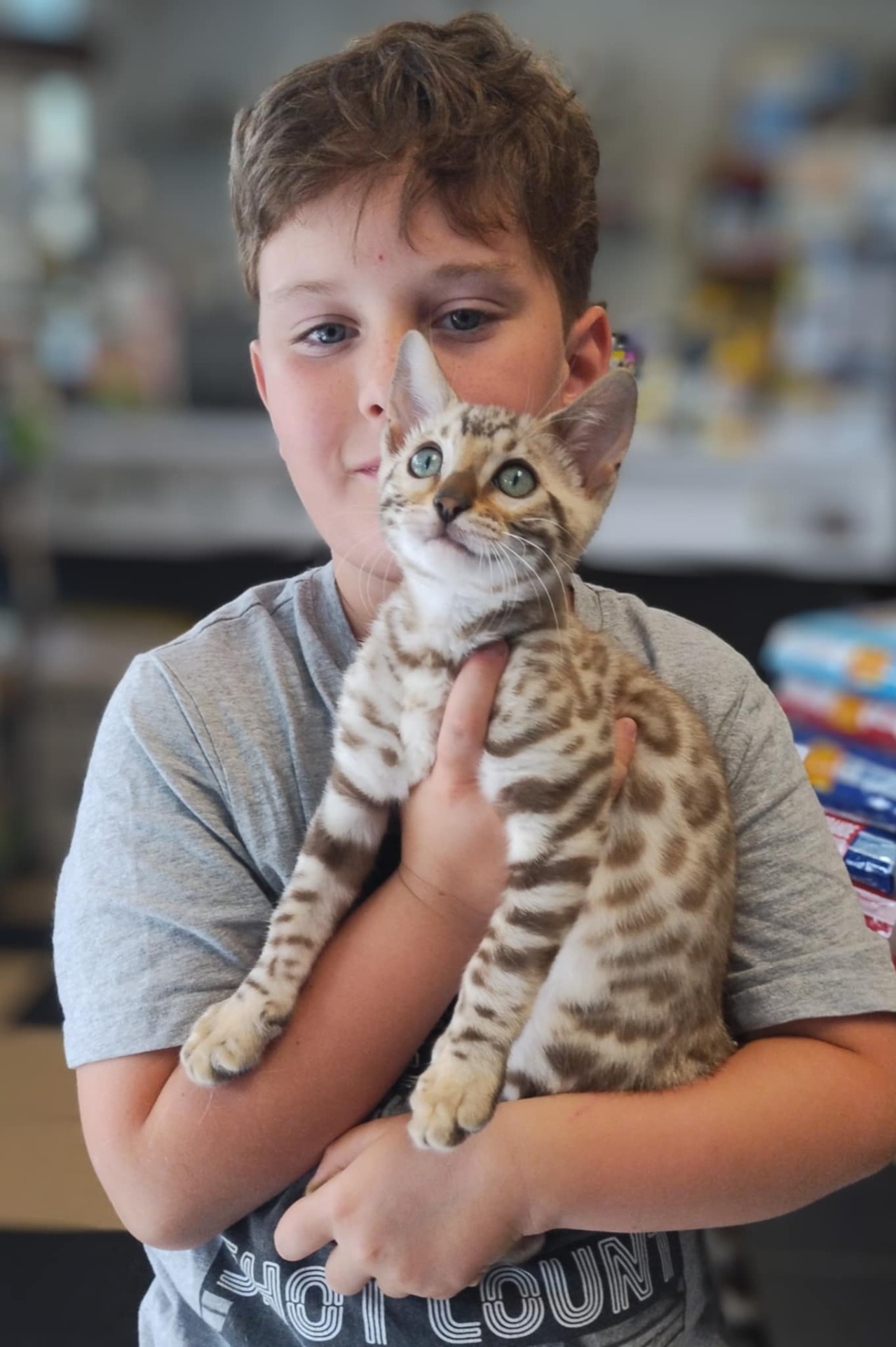 Bengal pure race . Déjà adopté !