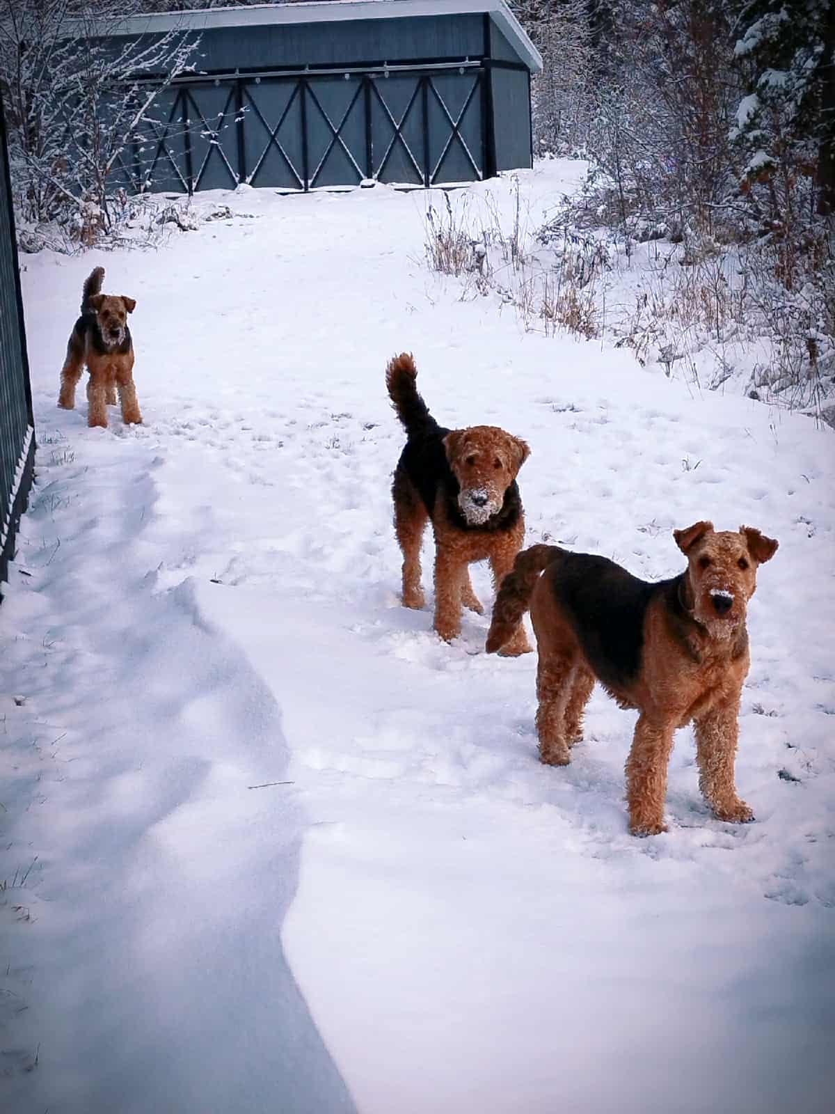 Nos Airedales, dans leur environnement! !