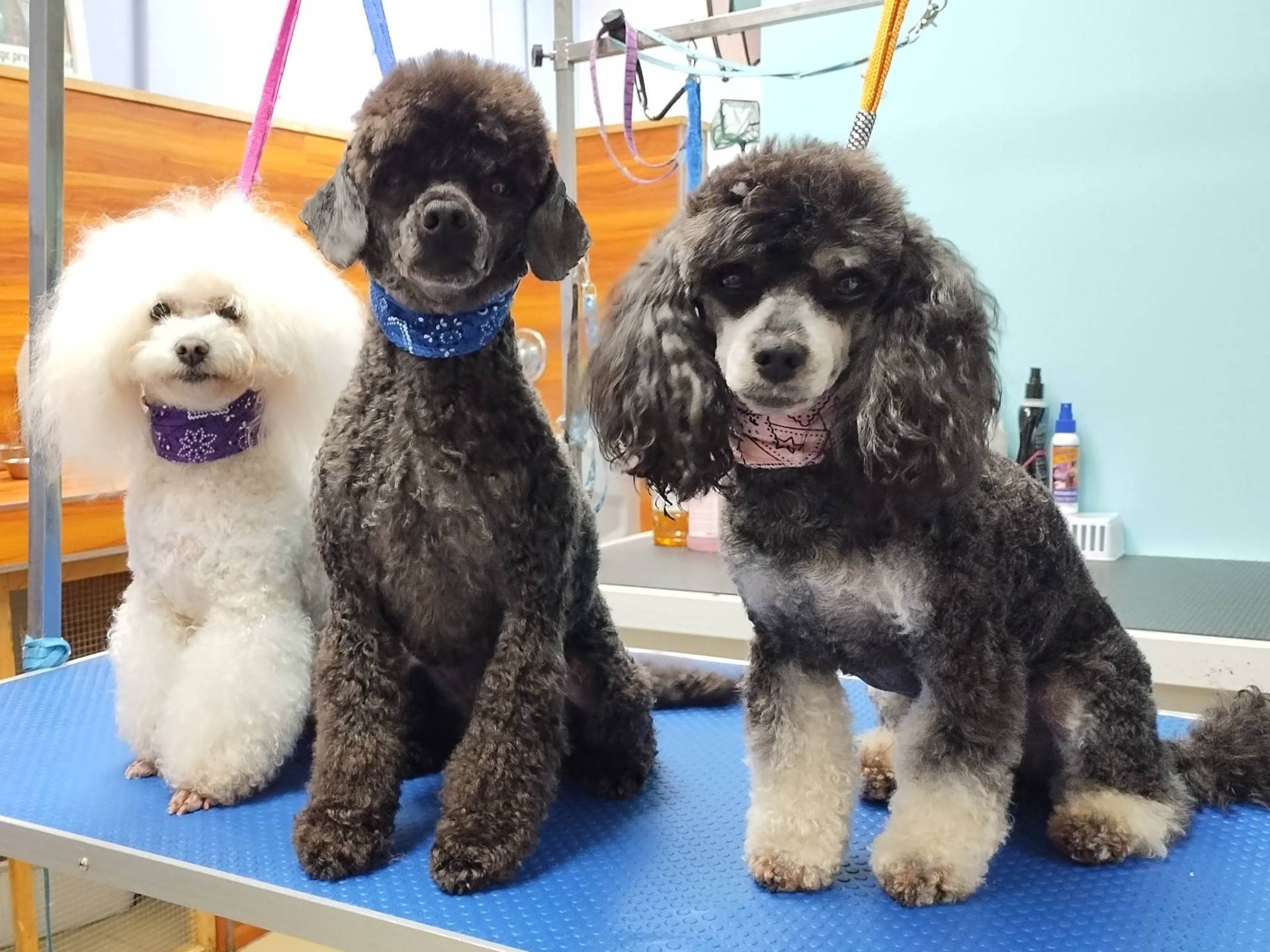 Nos reproducteurs caniche mini !