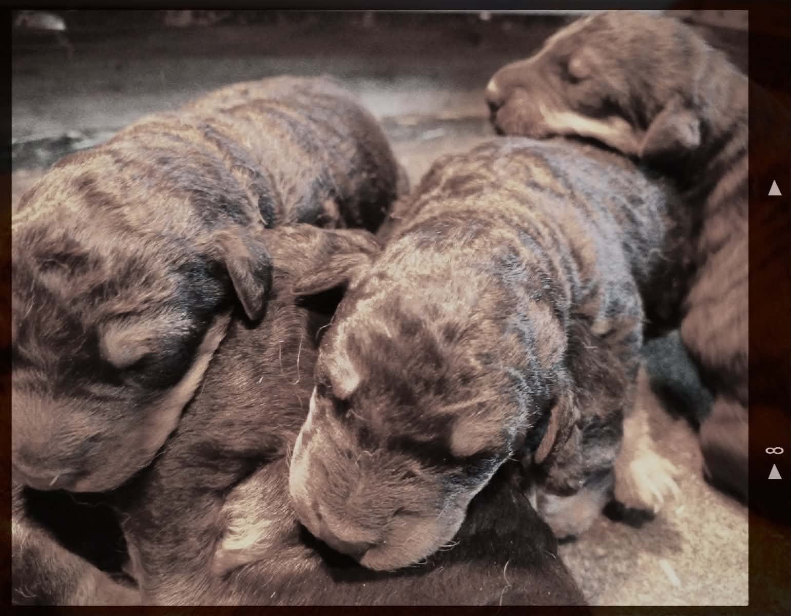 7 Chiots !!!