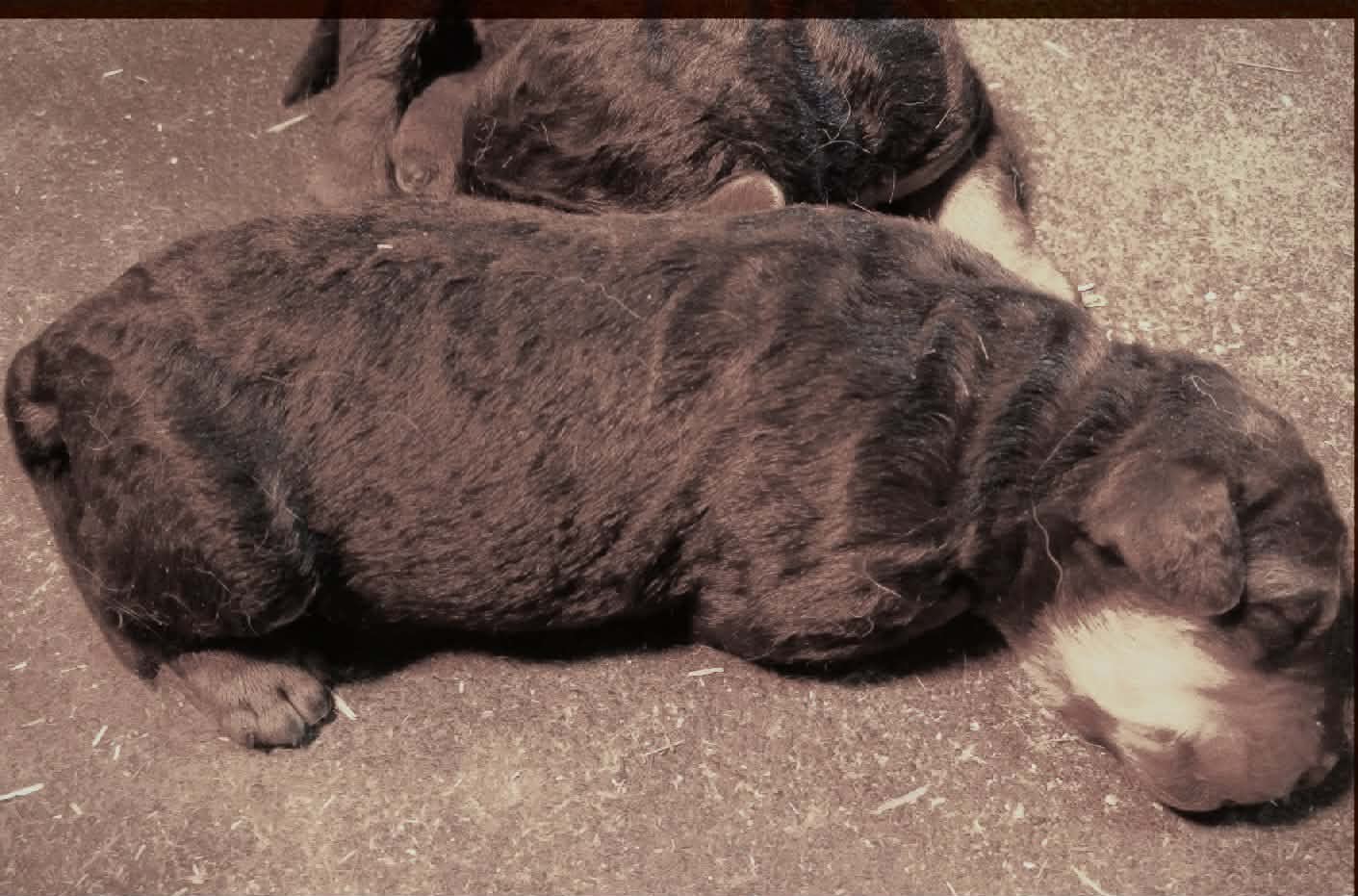 Airedale Terrier