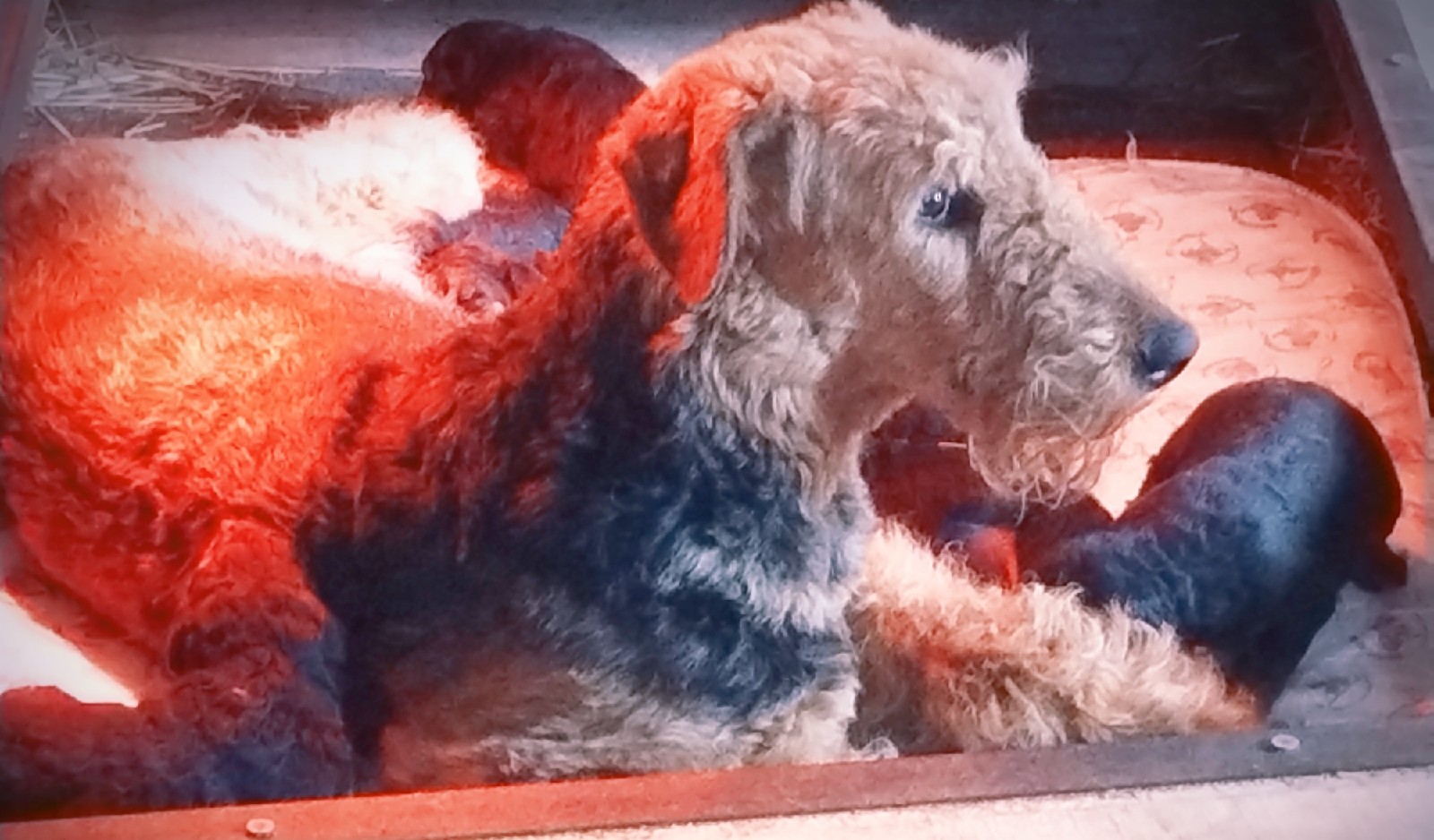 Chiots Airedale Terrier ,disponible pour réservation !!