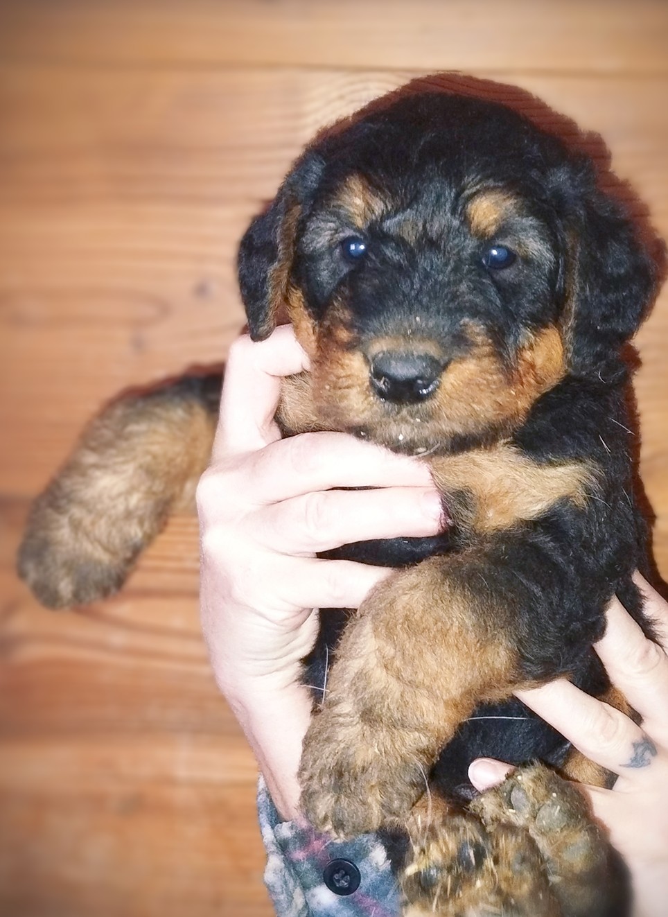 Reste 2 Chiots mâles Airedale Terrier , disponible .