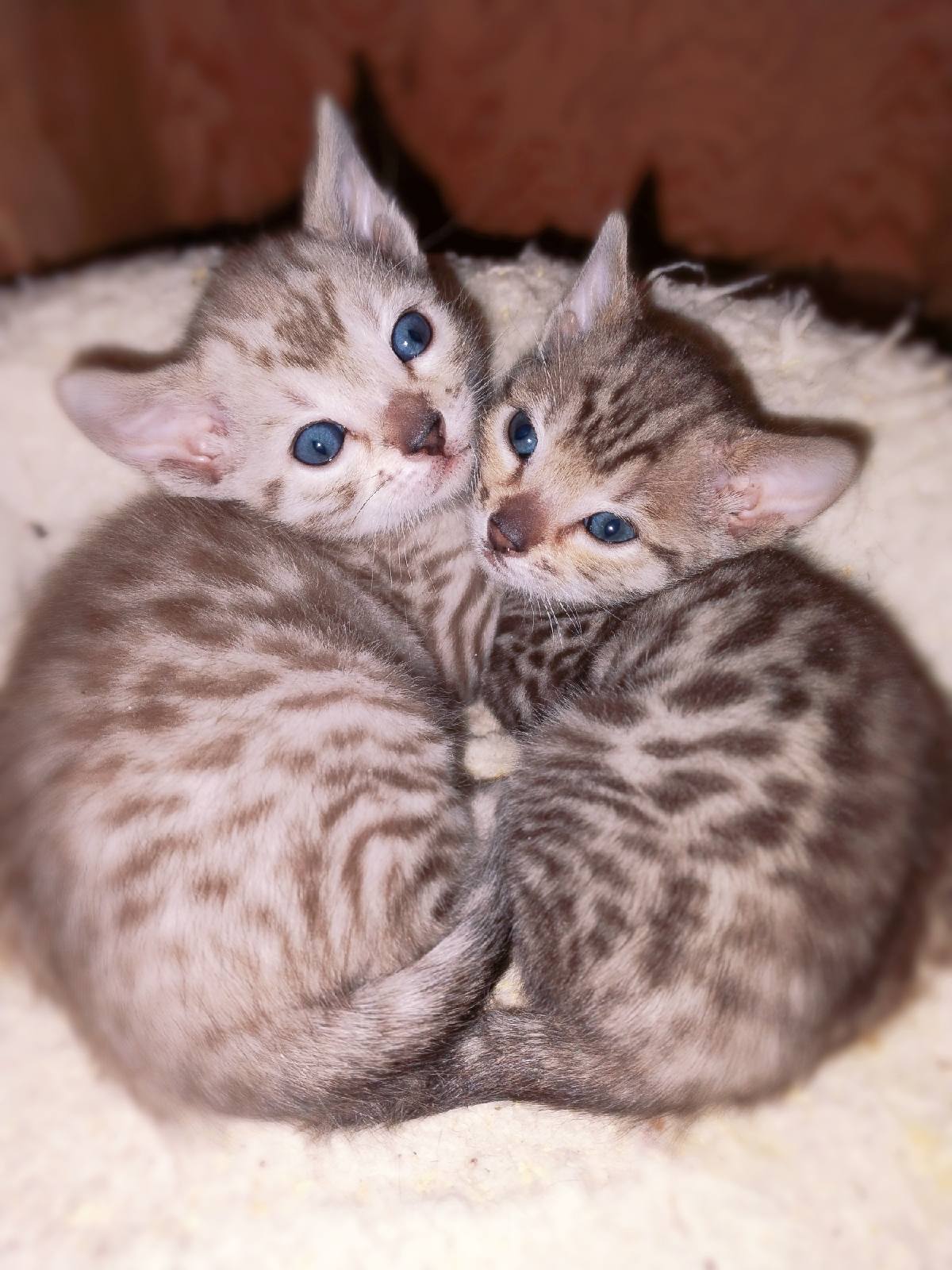 Bengal pure race ! Disponible en juin 2026
